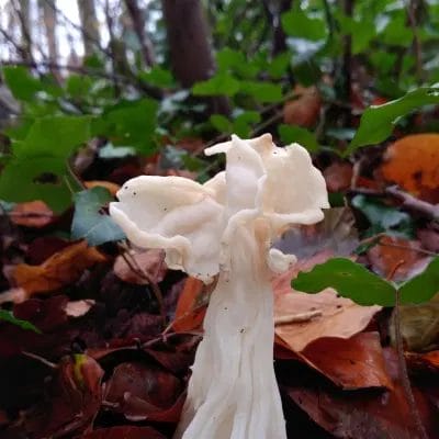 Foto: Janet Weststrate Foto: Janet Weststrate