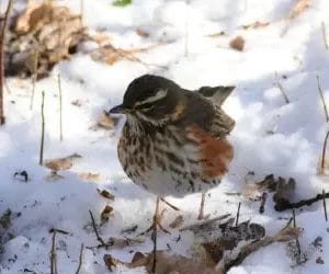 Foto: Janet Weststrate