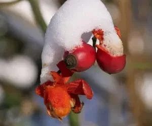 Foto: Janet Weststrate Foto: Janet Weststrate